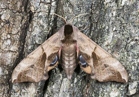 Moth Identification Guide | HubPages