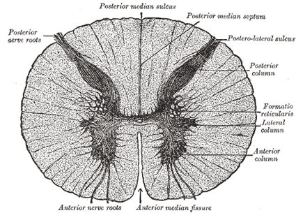 The Spinal Cord or Medulla Spinalis - Human Anatomy