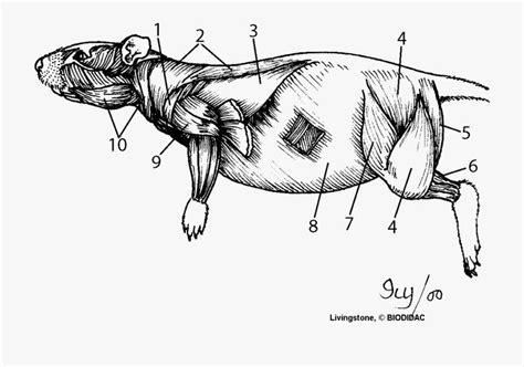 Lab Sheet Rat Dissection - Mouse Anatomy Muscle, Cliparts & Cartoons ...