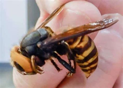 Giant 'murder-hornet' with painful sting discovered near Vancouver ...