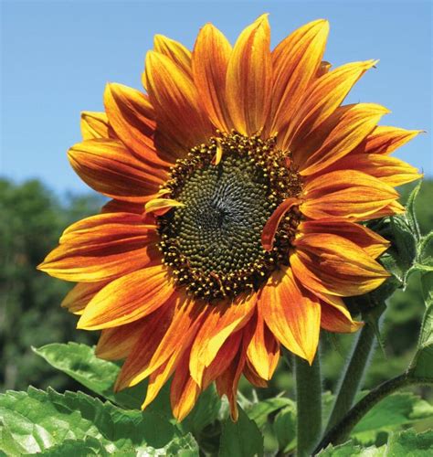 Autumn Beauty Sunflower Seeds – West Coast Seeds