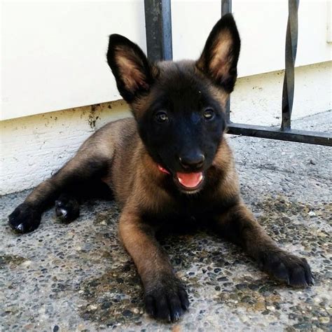 Belgian malinois puppy in 2021 | Malinois dog, Dogs, Malinois puppies