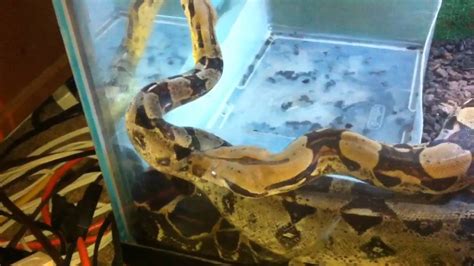 Red Tail Boa Breeding 2012 Pairings - YouTube