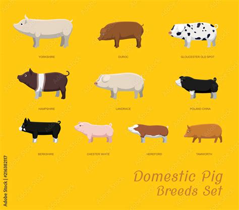 Domestic Pig Breeds Set Cartoon Vector Illustration Stock Vector | Adobe Stock