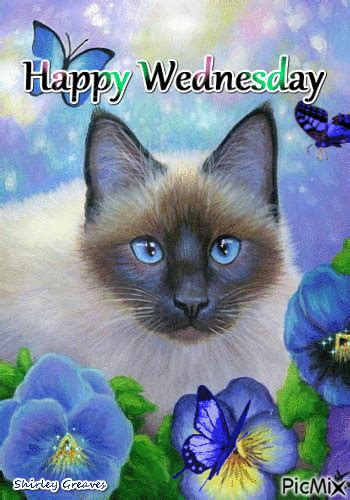 Blue Eyed Cat - Happy Wednesday Gif Pictures, Photos, and Images for ...