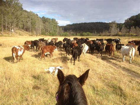 Chapman Valley Cattle Muster | Chapman Valley Horse Riding