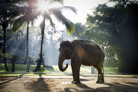 Ubud Monkey Forest and Elephant Sanctuary Tour – Most Popular Tours in Bali – Hire Bali Driver