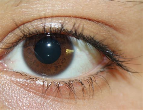 File:Picture of brown eyes.jpg - Wikimedia Commons