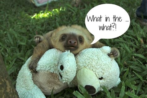 The Sloth’s Have Spoken! Here’s What They Have to Say About Habitat ...