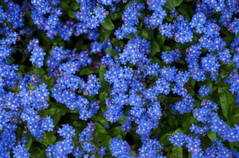 bright blue flowers | Me-nots, flowers, small, blue, bright | Biennial plants, Plants, Forget me not