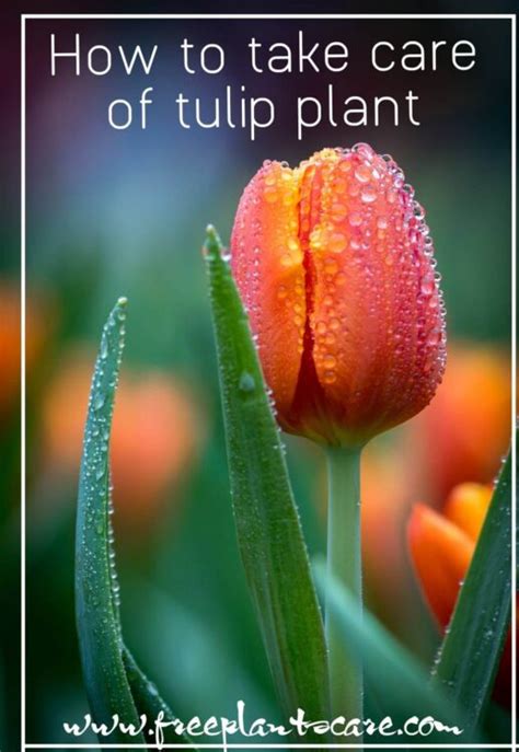 How To Take Care Of Tulips » Freeplantscare How To Take Care Of Tulips