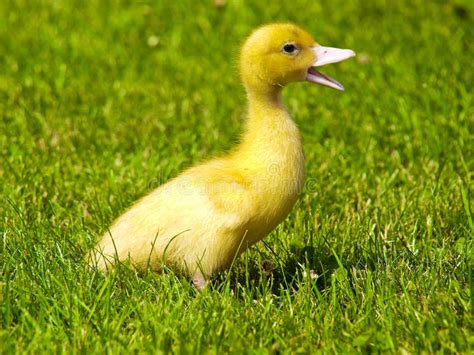 Yellow screaming duck stock photo. Image of feather, plume - 21949506