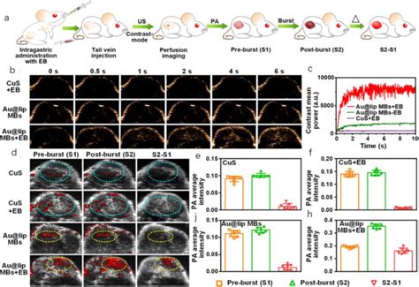 Recent advances in applications of multimodal ultrasound-guided photoacoustic imaging technology ...