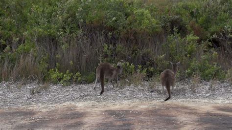 Kangaroo jumping from the beach in to the bush in slow motion in Cape ...