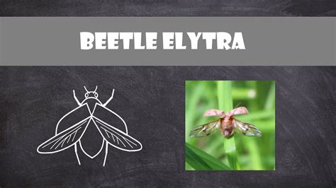 Beetle Elytra | Entomology - YouTube