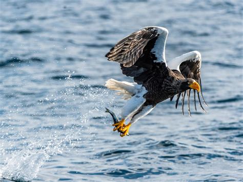 Steller’s Sea-Eagle Bird Facts (Haliaeetus pelagicus) | Birdfact