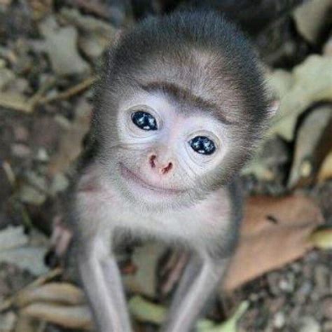 16 Animals That Will Melt Your Heart | Cute animals, Cute baby monkey ...