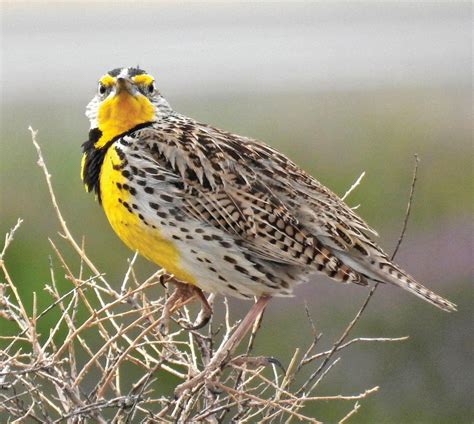 Getting to know New Mexico wildlife | Great-outdoors | taosnews.com