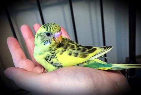 Please help me name this month-old baby budgie. I think it's a boy. : budgies