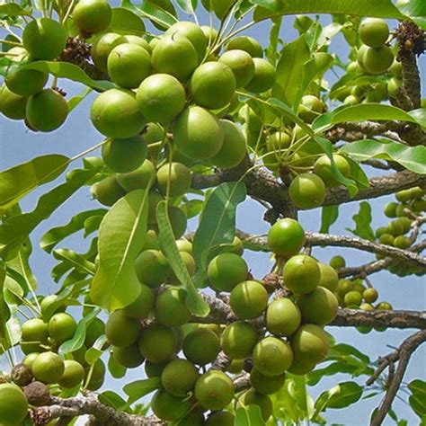 Shea ~ Vitellaria paradoxa (formerly Butyrospermum parkii) – La Vida ...