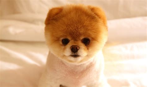 1080x1920 resolution | brown Boo Pomeranian HD wallpaper | Wallpaper Flare