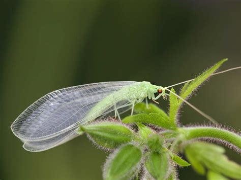 Beneficial of the Month – Lacewing Order: Neuroptera - Sandoval ...