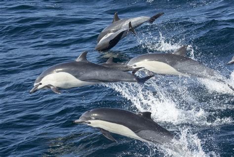 10 Ways to Help Protect the Oceans | Dolphin Project