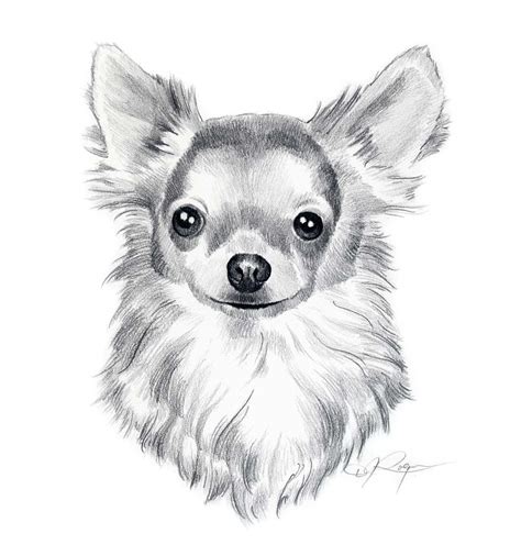 drawings of dogs | LONG COAT CHIHUAHUA Dog Pencil Drawing ART Print Signed by Artist DJ ...