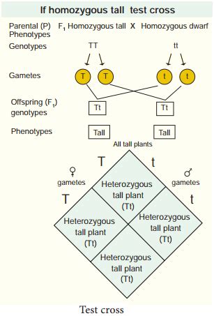 Monohybrid, Dihybrid, Cross, Backcross And Testcross