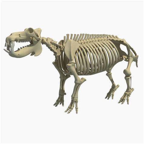 Hippopotamus Skeleton 3D Model | Hippopotamus, Animal drawings, Skeleton