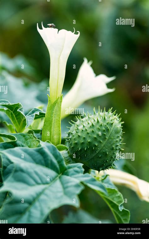 Jimson Weed (Datura stramonium) flower Stock Photo - Alamy