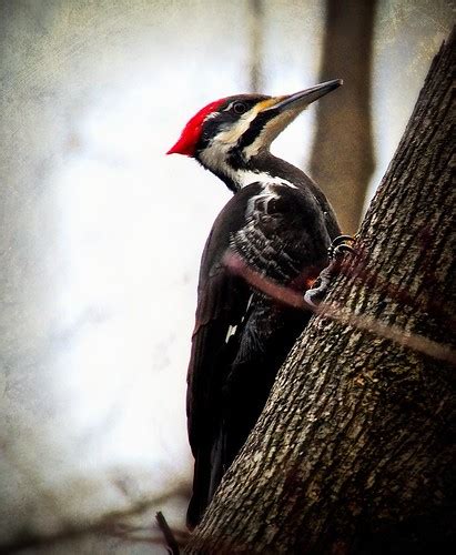 Pileated Woodpecker | 52 in 2016 # 40 Animal HSS | Robert Miller | Flickr