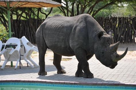 Khama Rhino Sanctuary - Botswana Wildlife Conservation