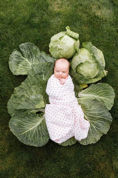 1,400+ Cabbage Baby Stock Photos, Pictures & Royalty-Free Images - iStock