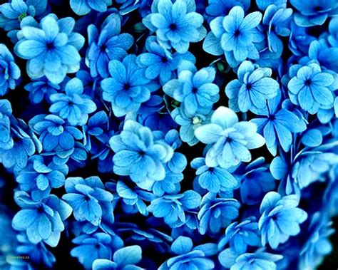 Royal Blue Flowers HD Wallpapers - Top Free Royal Blue Flowers HD ...