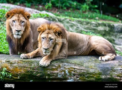 A pair of African lions relax at the Singapore Zoo in Singapore ...