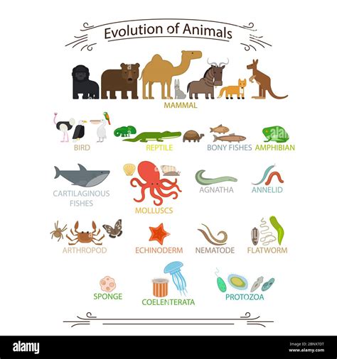 Biological evolution animals. Colorful icons with signs on white background vector illustration ...