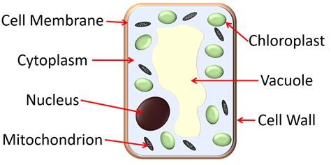 Palisade Cell - Key Stage Wiki