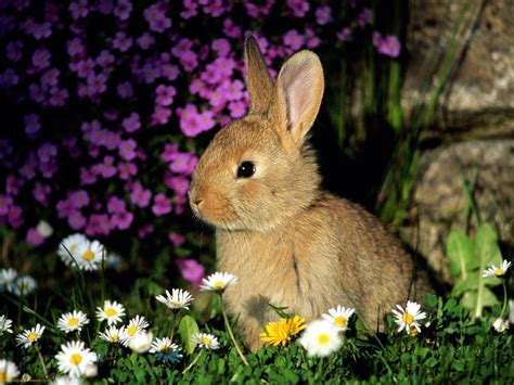 bunnies, Animals, Rabbits Wallpapers HD / Desktop and Mobile Backgrounds