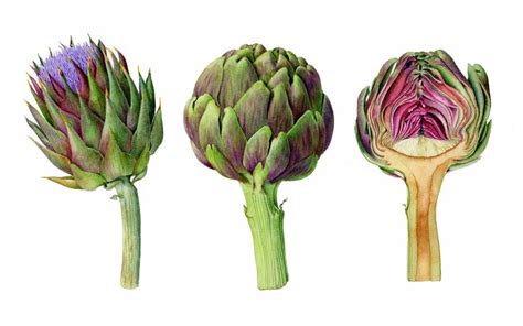 Carolyn Jenkins: Artichokes Violetta | Botanical watercolor, Botanical illustration, Flower drawing