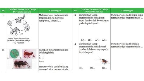 Kunci Jawaban IPA Kelas 9 SMP Halaman 103 dan 104: Metamorfosis Sempurna dan Tidak Sempurna ...