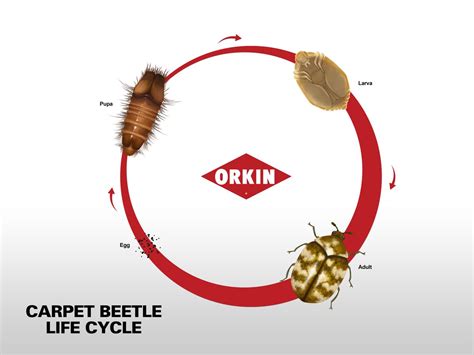 Life Cycle of Carpet Beetle: Phases & Reproduction of Carpet Beetles ...