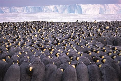 Documenting emperor penguins in Antarctica - BBC News