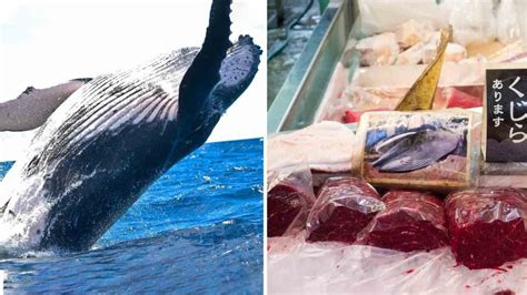 Japanese Lose Taste for Whale Meat as Whaling Returns