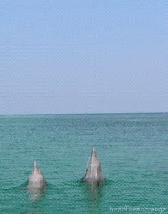 Estos delfines encallaron en misión aparentemente suicida. Luego, revelaron su inteligencia ...
