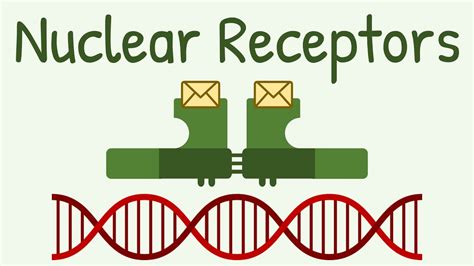 Nuclear Receptors and Their Signaling Pathway