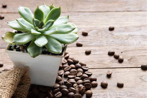 The Surprising Truth About Feeding Coffee to Your Succulents | Succulent Alley