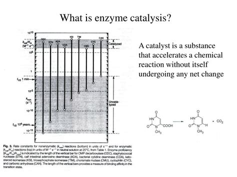 PPT - What is enzyme catalysis? PowerPoint Presentation, free download ...