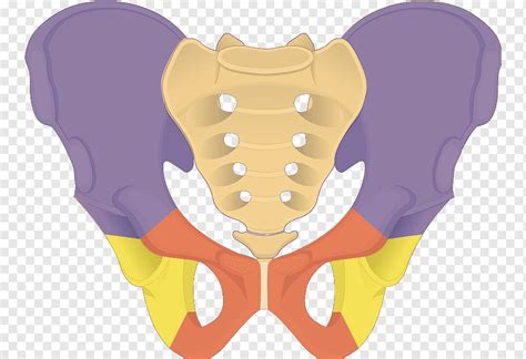 Osso do quadril Forame do obturador da pelve do ópio Ilium Anatomia, anatomia do pé ósseo ...