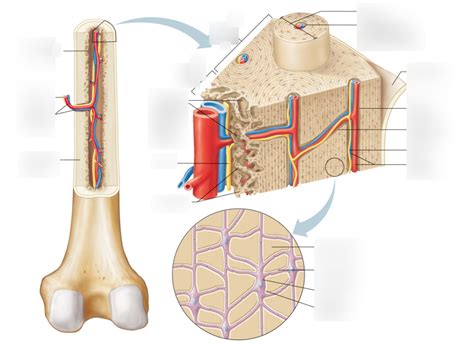 microscopic structure of bone Diagram | Quizlet